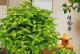 成年桂花树的养护秘籍（打造宜人芳香，精心呵护桂花成长）