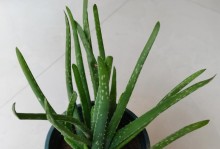 如何正确地给芦荟浇水（掌握浇水频率和方法，让芦荟茁壮成长）