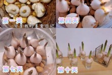 水培郁金香种植全攻略（零土壤也能种植美丽的郁金香，踏进水培世界）