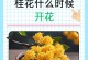探寻桂花树的魅力（从花朵到香气，桂花树的不凡之处）