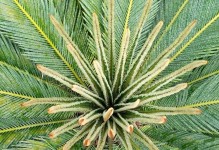 探秘苏铁属植物（苏铁的特征、分类和分布）