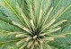 探秘苏铁属植物（苏铁的特征、分类和分布）