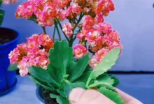 长寿花杀菌方法大揭秘（保护长寿花健康，重要的杀菌措施）