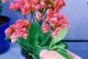 长寿花杀菌方法大揭秘（保护长寿花健康，重要的杀菌措施）