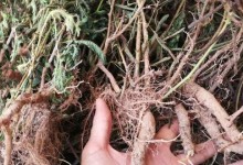 含羞草冬天掉叶子的原因解析（寒冷天气下的含羞草失叶情况分析）