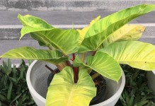 橡皮树叶子上的斑点及处理方法（保护橡皮树健康生长，防治斑点病害）