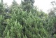 常见裸子植物介绍（了解裸子植物的特点及分类）