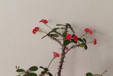 如何养护虎刺梅促使其开花（关键步骤、日常护理、灌溉需求及肥料使用）