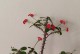 如何养护虎刺梅促使其开花（关键步骤、日常护理、灌溉需求及肥料使用）