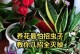 如何有效杀灭白色虫子，保护养花的健康（白色虫害防治方法详解）
