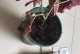 秋海棠花烂根的救治方法（保护秋海棠花的关键——治理烂根问题）