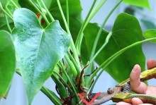 红掌能否用淘米水浇灌？（探究红掌用淘米水浇灌的利弊）