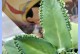 怎么处理叶子断了的植物以落地生根问题？（叶子断了怎么办？如何促使植物以落地生根？）