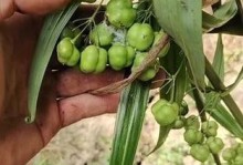 黄精种植成本和利润分析（亩产多少？如何盈利？黄精种植详解）