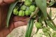 黄精种植成本和利润分析（亩产多少？如何盈利？黄精种植详解）