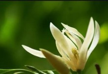 白兰黄叶子的处理方法（有效利用白兰黄叶子，打造生态循环农场）