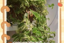 吊兰黑叶尖怎么办？解决方法分享！（针对吊兰黑叶尖问题，掌握这些关键技巧！）