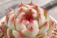 夏季多肉植物养护攻略（打造花园中的绿色小仙女长夏留住多肉美景）