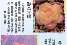 佛珠多肉植物种植方法（打造绿色居家小天地）