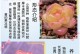 佛珠多肉植物种植方法（打造绿色居家小天地）