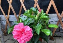扶桑花叶发黄的原因及解决方法（探究扶桑花叶发黄的原因，为您提供解决方法）