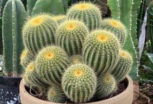 打造绿色家居（室内植物的新宠，以死的仙人掌养护指南）