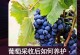 冬季葡萄的养护之道（保暖措施与冬季剪枝技巧）