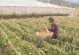 番茄的生长季节及成熟期（多样化的生产方式与收获时间）