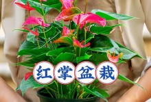 室内红掌盆栽的养殖技巧（打造繁花似锦的室内花园）