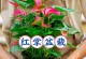 室内红掌盆栽的养殖技巧（打造繁花似锦的室内花园）