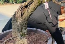 如何修剪以盆景梅花的矮点（打造迷你盆景梅花，修剪技巧揭秘）