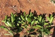 茉莉移植之技巧与注意事项（打造您的茉莉花园，从移植开始）