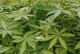 发财树种子的获取和种植方法（解密发财树种子的秘密，让你轻松成为园艺专家）
