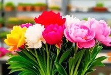 奇妙的兰花世界（探索兰花之美，走进独特的花语王国）