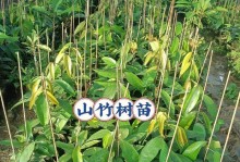 山竹的盆栽与养护（打造私人果园，享受绿色生活）