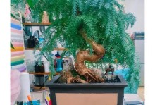 如何正确养护澳洲杉花（澳洲杉花养护技巧与经验分享）