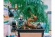 如何正确养护澳洲杉花（澳洲杉花养护技巧与经验分享）