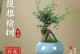 小叶榆树盆景的养护之道（精心呵护让小叶榆树盆景更美）