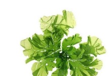 石莼——湖泊中的水生植物（认识石莼，探秘湖泊水生植物的生态奥秘）
