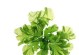 石莼——湖泊中的水生植物（认识石莼，探秘湖泊水生植物的生态奥秘）