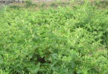金银花结籽与开花时间的关系（探究金银花结籽的原因及影响）