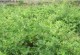 金银花结籽与开花时间的关系（探究金银花结籽的原因及影响）