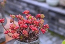 多肉盛开的家园（探寻家庭多肉植物的养护之道）