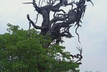 什么时候最适合移栽柏树？（掌握正确的柏树移栽时间，助您成功栽培）