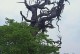 什么时候最适合移栽柏树？（掌握正确的柏树移栽时间，助您成功栽培）