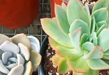 多肉叶片黯淡无光的原因与解决方法（多肉叶片无光的可能原因及养护技巧）