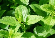 探究非洲茉莉的生长特性（喜阴还是喜阳？）
