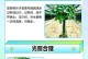 家养树叶褶皱叶尖发黄的原因及解决办法（探究家养树叶褶皱叶尖发黄的主要原因，并提供有效的解决办法）
