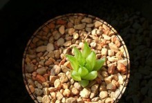 桃美人茎太长，应如何处理？（解决桃美人茎太长问题的有效方法）