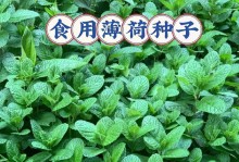 如何种植薄荷种子（播种时间、播种方法、管理技巧）